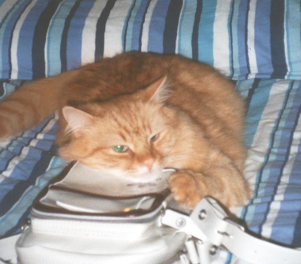 spillo.jpg (40902 byte)