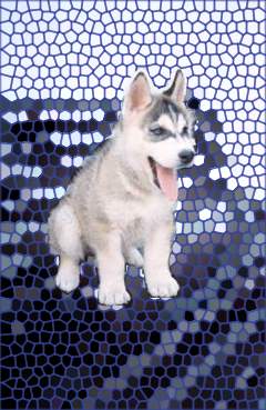 Questo � il mio cane Youri da piccolo. Stupendo no?